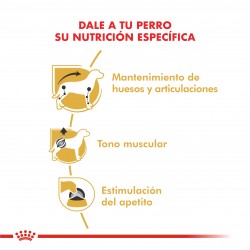 Royal Canin Alimento Húmedo para Perro Dachshund  Pouch 85gr x 12u