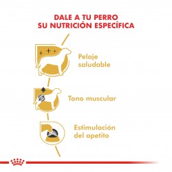 Royal Canin Pouch Poodle 12 sobres 85gr C/U