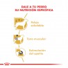 Royal Canin Pouch Poodle 12 sobres 85gr C/U