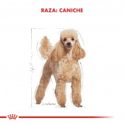 Royal Canin Pouch Poodle 12 sobres 85gr C/U