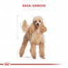 Royal Canin Pouch Poodle 12 sobres 85gr C/U