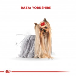 Yorkshire Terrier 28 Adult