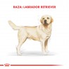 Labrador Retriever 30 Adult