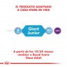 Royal Canin Alimento Seco para Perro Giant Junior  15 kg