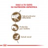 Royal Canin Alimento Húmedo para Gato Ageing 12+  Pouch 85gr x 12u