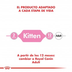 Kitten 36