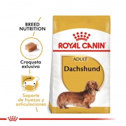 Dachshund 28