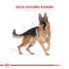 German Shepherd 24 Adult