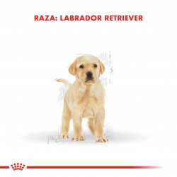 Royal Canin Labrador Retriever Junior x 1 kg