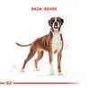 Boxer 26 Adult