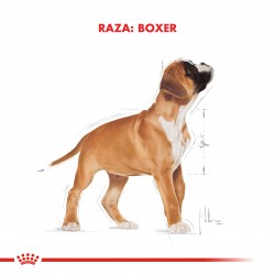 Royal Canin Boxer Junior x 1 kg