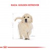 Royal Canin Golden Retriever Junior x 1 kg