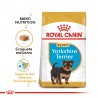 Yorkshire Terrier 29 Junior