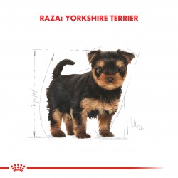 Yorkshire Terrier 29 Junior