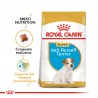 Royal Canin Alimento Seco para Jack Russell Puppy