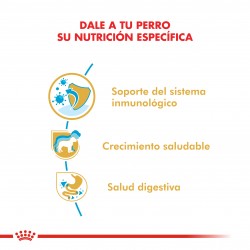 Royal Canin Alimento Seco para Jack Russell Puppy