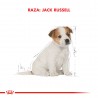 Royal Canin Alimento Seco para Jack Russell Puppy