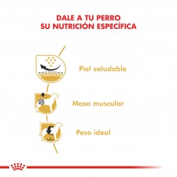 Royal Canin Alimento Seco para Pug Adulto