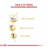 Royal Canin Alimento Seco para Pug Adulto