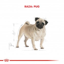 Royal Canin Alimento Seco para Pug Adulto