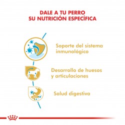 Royal Canin Alimento Seco para Dachshund