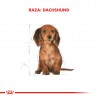 Royal Canin Alimento Seco para Dachshund